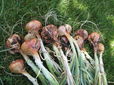 Harvested Shallots