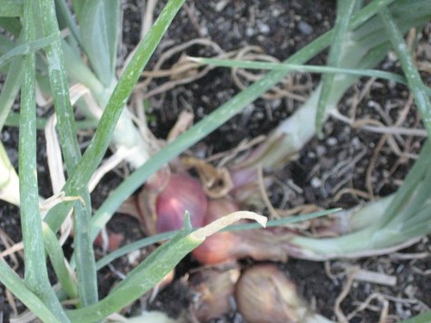 Shallot Clump