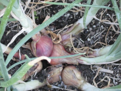 Growing Shallots