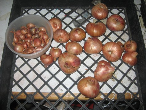Curing Shallots