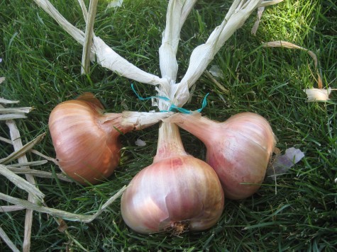 Shallots