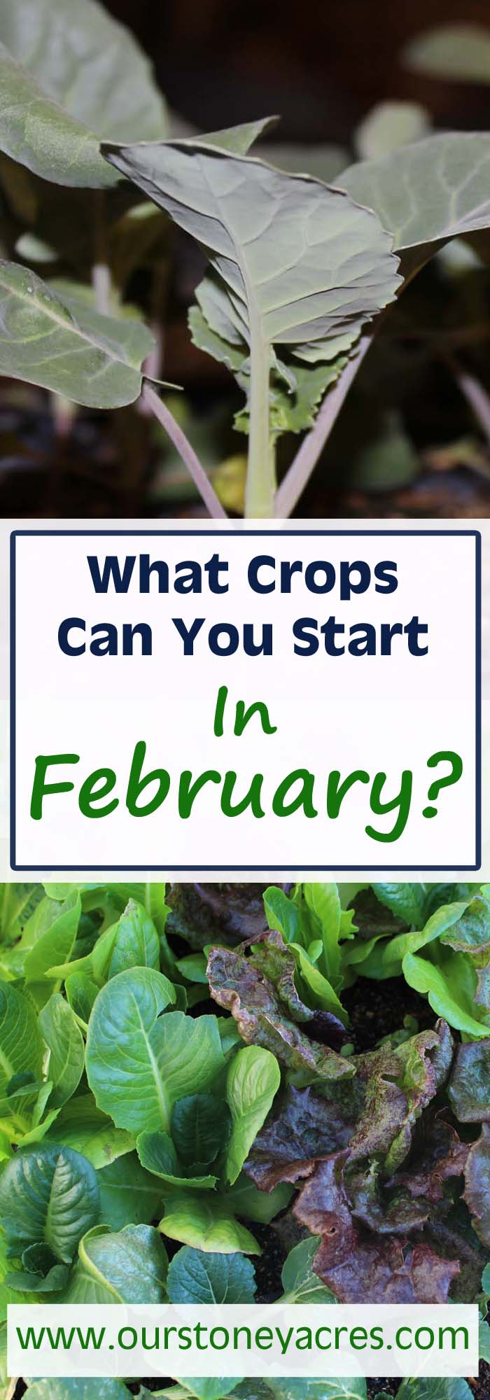 February Seed Starting Schedule Stoney Acres