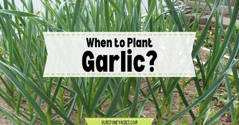 Planting Garlic in the Fall in your backyard garden - Our Stoney Acres