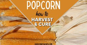 How to Harvest Popcorn