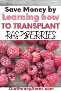 How to transplant Raspberries