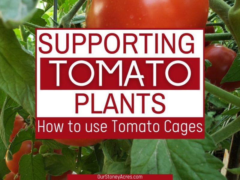 How to use Tomato cages
