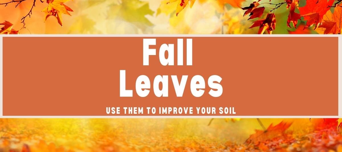 How to use fall leaves in your garden
