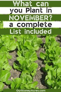 What To Plant In November? - Our Stoney Acres