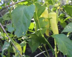 Planting Peppers