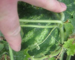 Watermelon tendril-not ripe